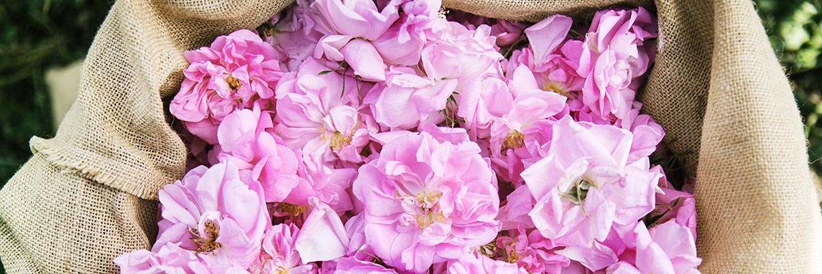 FRANCE, GrasseLa Rose de Fragonard